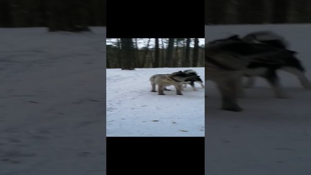 Алабайка и лайка. Случайная встреча в лесу #питомникшилеле #лес #прогулка
