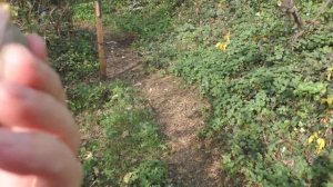 Инжир  .BFF 3 декабря .23