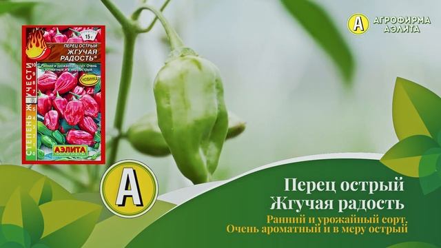 ОСТРЫЕ ПЕРЦЫ – НОВИНКИ: Жгучий Блондин, Жгучая Радость, Зуб Акулы смотреть онлайн