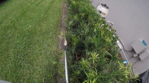 The Art of Trimming Podocarpus