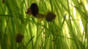 Аквариум с водорослями, светлые гуппи