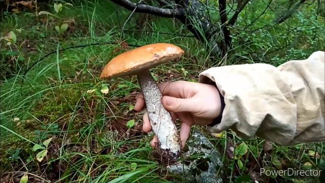 за грибами на сопку рядом с поселком Солнечный смотреть онлайн