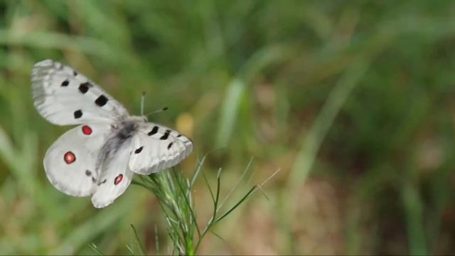 Аполлон. Apollo