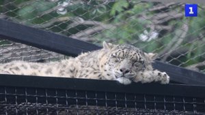 В Московском зоопарке открыли вольер со снежными барсами