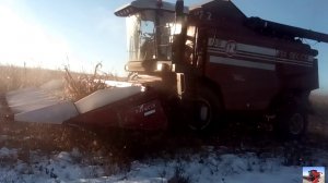 Уборка кукурузы 2020  Палессе GS-1218