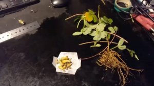 [01] Микроклональное размножение, делаем впервые!