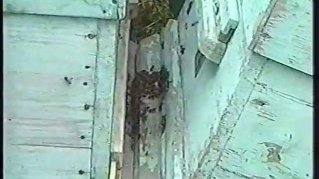 Пчеловодство - Зотов В.И._04_1.VOB смотреть онлайн