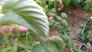 Обзор плодоношения малины Кванза Золотая Зюгана Джоан Джей