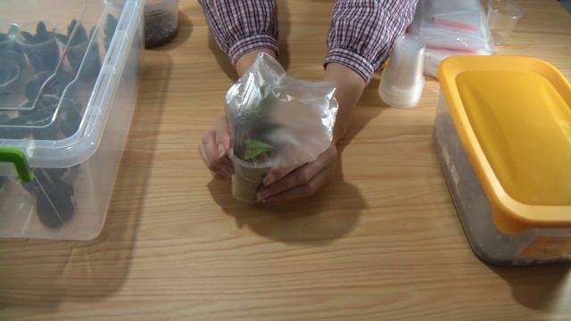 Тепличка для фиалок смотреть онлайн