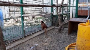 Разведение ФАЗАНОВ. Красивые и бесполезные птицы для подворья.