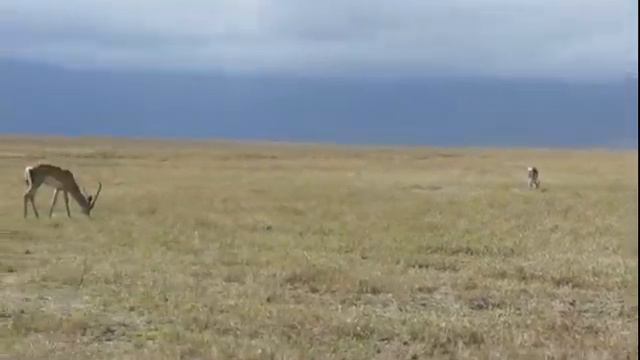 Танзания Сафари в Серенгети Антилопы смотреть онлайн