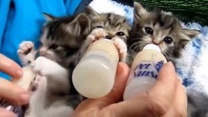 Котенок пьет молоко