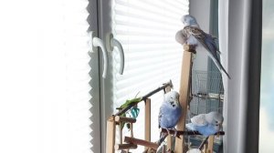 Учим попугая говорить "Красивый попугайчик"