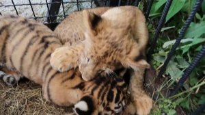 Няшные тигрята - котята в парке Тайган