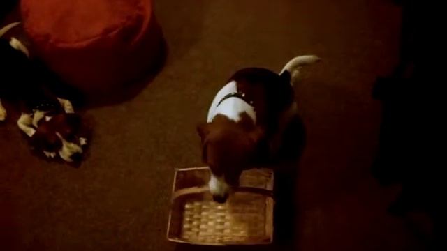 Basket Clicker Training смотреть онлайн