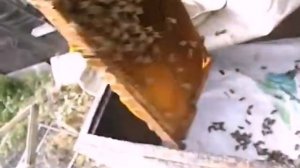 формирую сборные отводки пчел в августе   сентябре