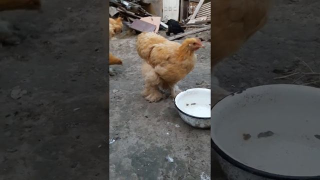 Кохинхин палевый 3.20 месяц смотреть онлайн