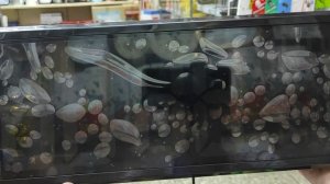 Электронные часы DS-3808L. Обзор. Настройка времени и календаря.