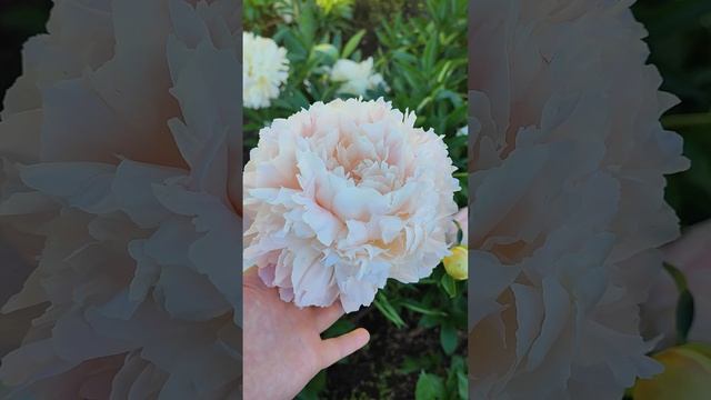 пион Саммер Глоу смотреть онлайн