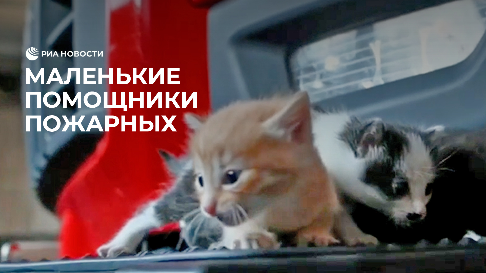 Маленькие помощники пожарных