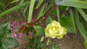 13 июня 2023г. Зелёная роза?сорта Грин Фешн, мускусный гибрид Букаву из питомника  Полины Козловой.