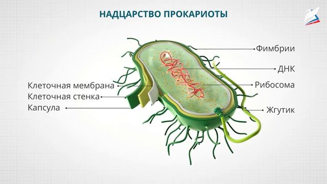 Современные представления о многообразии живого