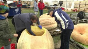 В Германии в рамках праздника урожая прошла тыквенная регата