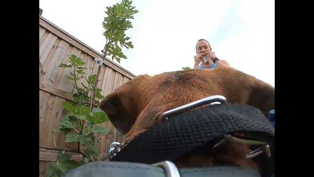 Dale The Garden Dog Outsmarts His Human And Gets The Figs! смотреть онлайн