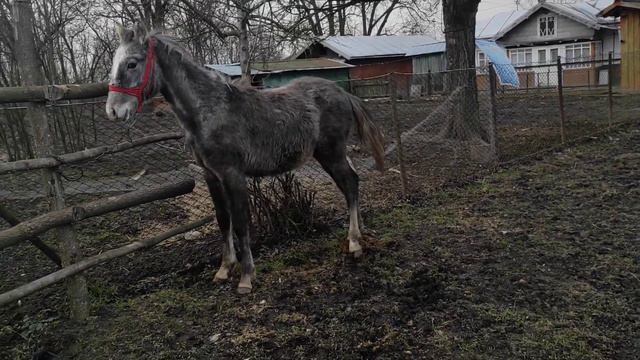 ТАЛІСМАН МІНЯЄТЬСЯ/КОНІ В УКРАЇНІ!!! смотреть онлайн