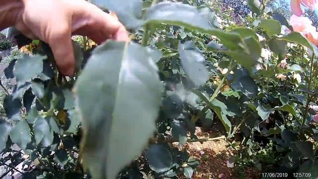 обрезка роз после первого цветения 1. Шрабы и флорибунды. смотреть онлайн