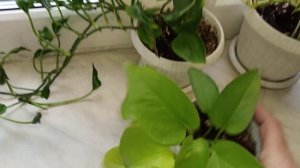 Эпипремнум.