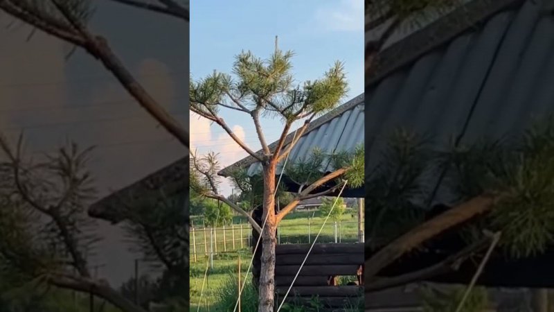 Композиция из сосен. Смотрите полное видео на канале