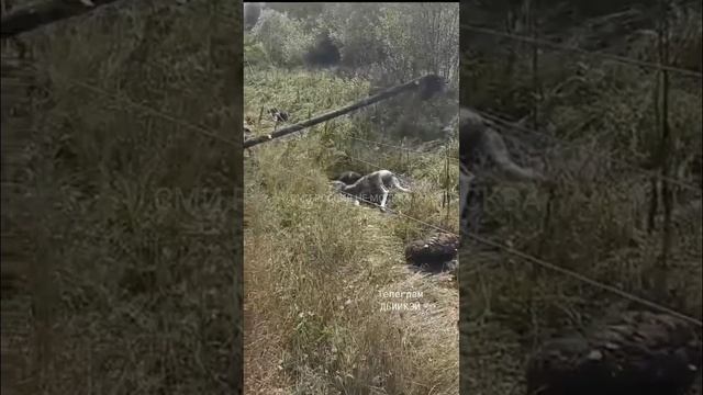 Опора ЛЭП убила сразу пять медведей в Якутии.