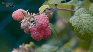 Не Обрезайте Осенью Малину Пока Не Посмотрите Это Видео!