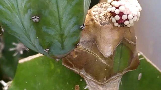 Myrtillocactus grafting смотреть онлайн