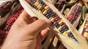 Просто ОБАЛДЕННЫЕ цвета кукурузы! Цветная Кукуруза Ацтеков — Multicolor Aztec Corn