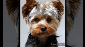 Как выбрать йорка? ?