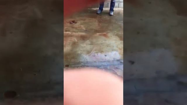 БЕЛЬГИЙСКАЯ КОРОВА ЖИВОЙ ВЕС 920 КГ. ПОРЕЗАЛИ НА МЯСО смотреть онлайн