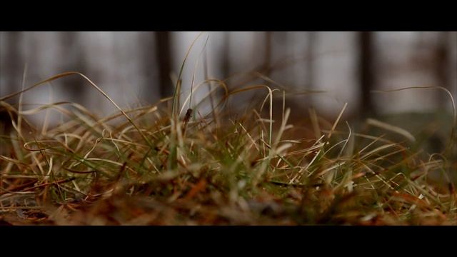 Canon 70D video footage смотреть онлайн