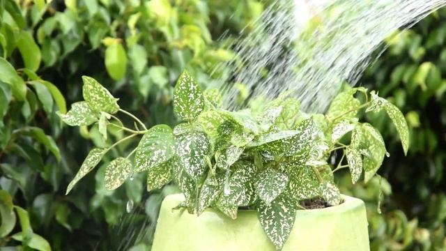 How To Grow Polka Dot Plants | Polka Dot Plant Care смотреть онлайн