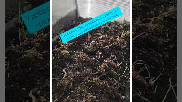 Для чего Авроре биофабрика?! #триходерма_вериде смотреть онлайн