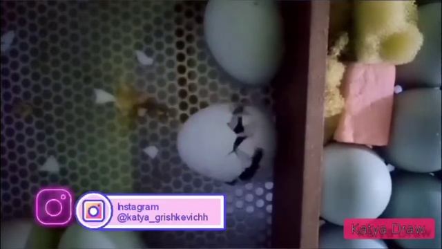 Вылупление цыплят ?породы:Араукана