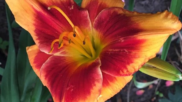 Лилейники сменяют ? розы смотреть онлайн