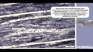 HistoNavigator - №5.Мышечные ткани