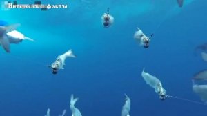 ТОП 3 самых быстрых рыб / РЫБА-ПАРУСНИК / РЫБА-МЕЧ / МАРЛИН / #shorts