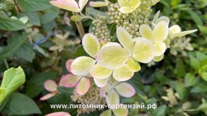 Гортензия серии "Rencolor" "Малютка" Пэстел Грин (Pastel Green) – романтическая красавица Хит 2022