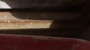 Наше хозяйство, утки шипуны, как выжить в морозы