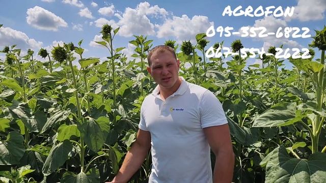 Подсолнечник 2021? Сербской селекции НСХ 6045 ?Технолгия Евролайтинг/Чистое поле