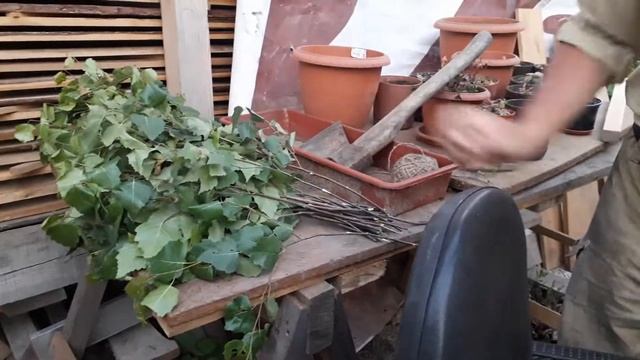 Как делать банный веник по старинке смотреть онлайн