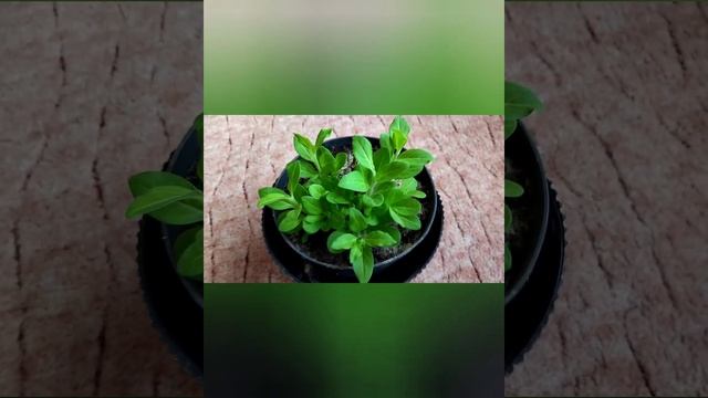 Как сохранить петунию до следующего года??? Способ1